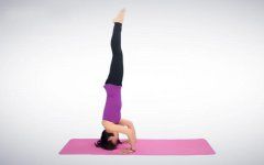 瑜伽知识/Knowledge