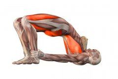 瑜伽知识/Knowledge