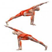 瑜伽知识/Knowledge