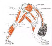 瑜伽知识/Knowledge