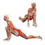 瑜伽知识/Knowledge