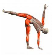 瑜伽知识/Knowledge