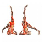 瑜伽知识/Knowledge