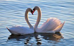 瑜伽知识/Knowledge