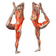 瑜伽知识/Knowledge