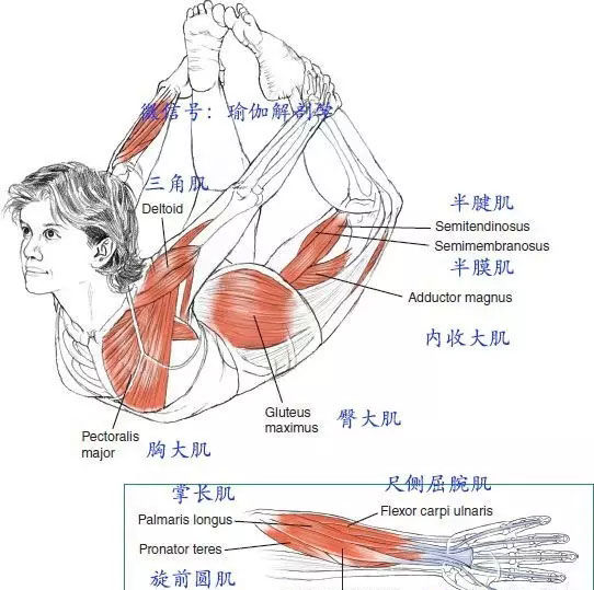 瑜伽体式大全 弓式瑜伽动作精讲1