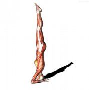 瑜伽知识/Knowledge