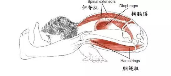 瑜伽体式大全 龟式瑜伽动作精讲3
